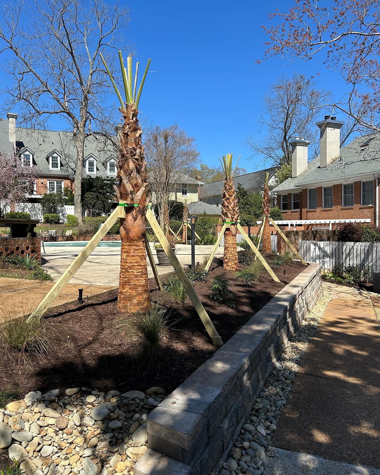 Three young palm trees are supported by wooden stakes in a landscaped area, with brick homes and a clear blue sky in the background.
