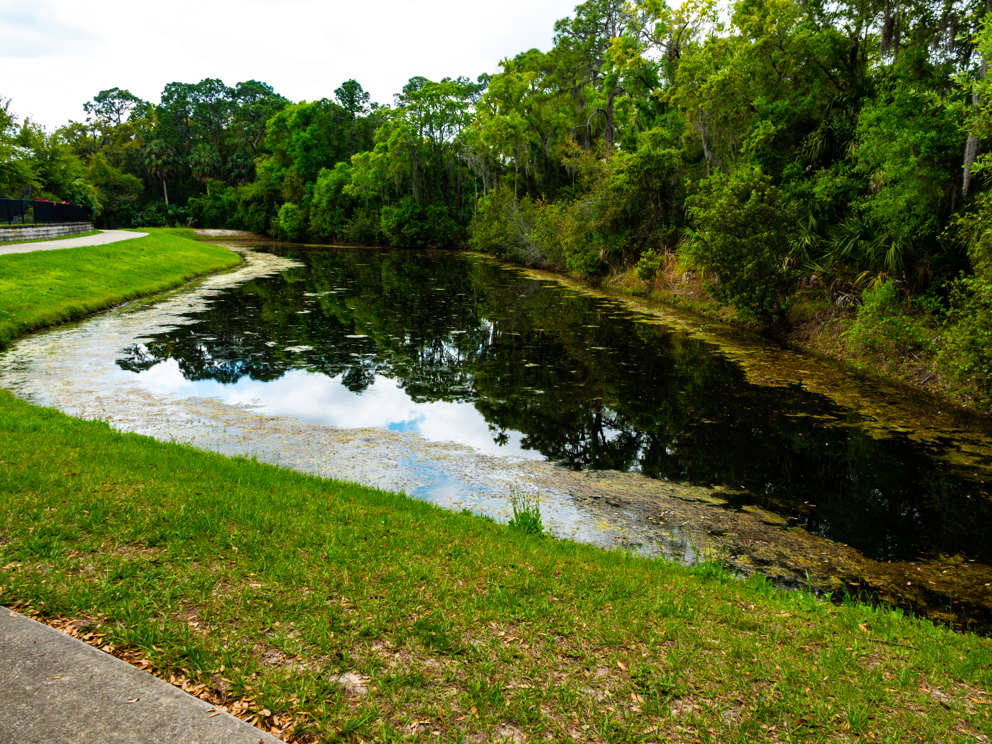 A small pond surrounded by lush green trees, with a grassy bank and a sidewalk in the foreground. The sky is reflected in the pond's water.