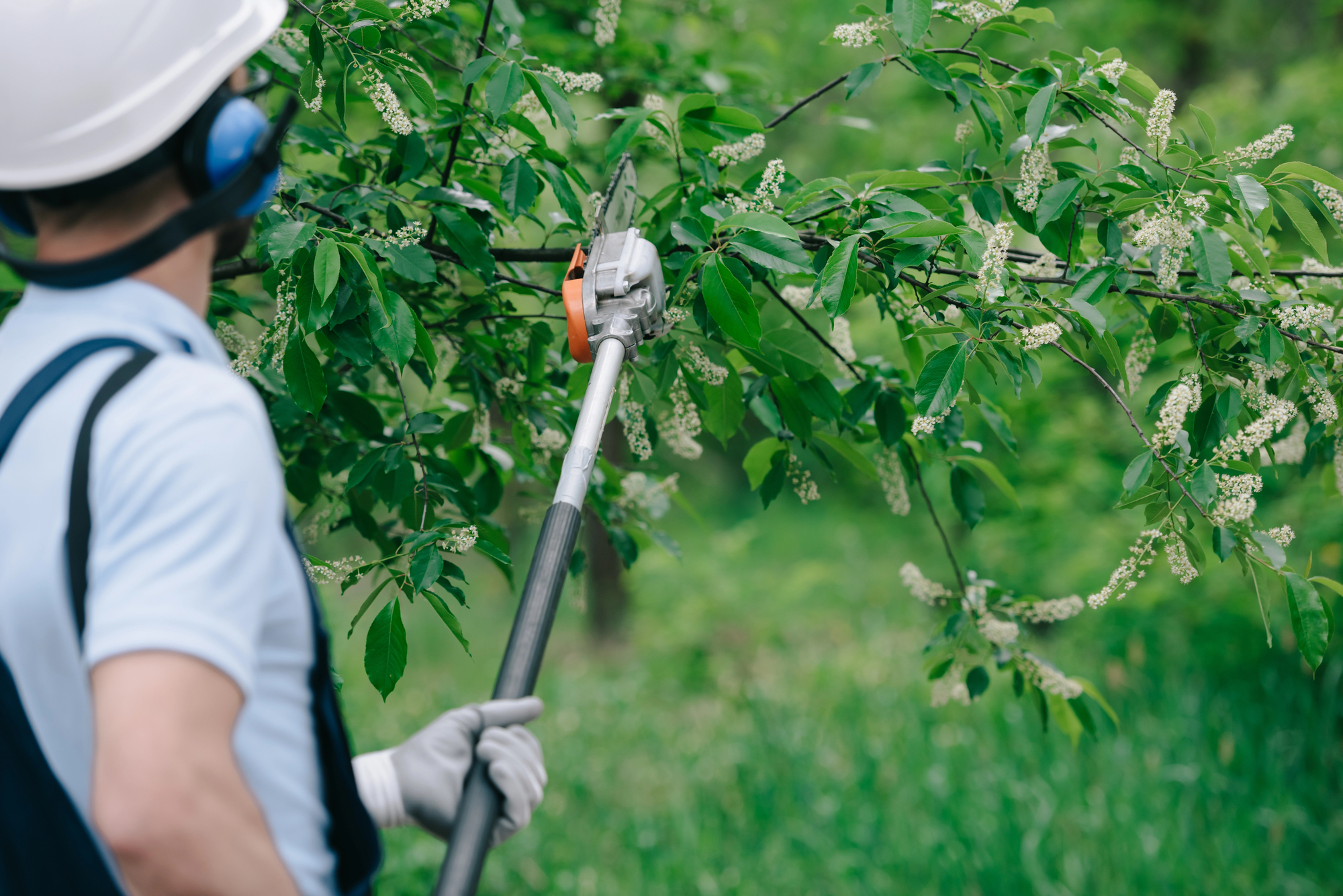 Person wearing safety gear uses a pole saw to trim branches from a tree in a green outdoor setting.